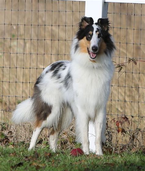 Harlequin Rough Collie Sheltie Dogs Rough Collie Collie Puppies