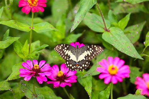 Butterfly In Garden And Flying To Many Flowers In Garden Beautiful