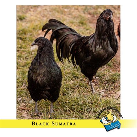 Black Sumatra Chicken Baby Chicks For Sale Cackle Hatchery