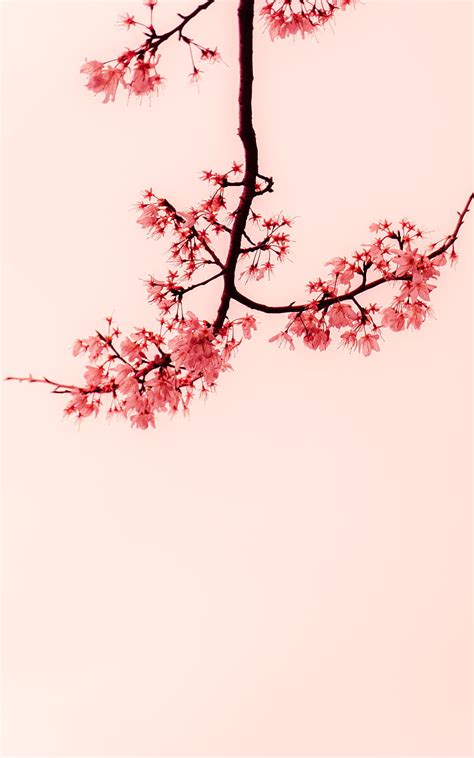 Sakura Flowers Branches Minimalism Hd Phone Wallpaper Peakpx