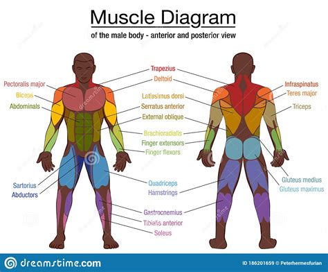 Muscle Diagram Black Man Male Body Names Stock Vector Illustration Of