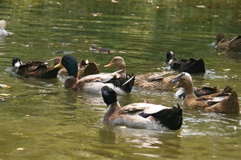 Group Of Ducks Are Swimming In A Pond Stock Image Image Of Farm