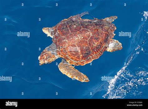 Juvenile Loggerhead Turtle High Resolution Stock Photography And Images