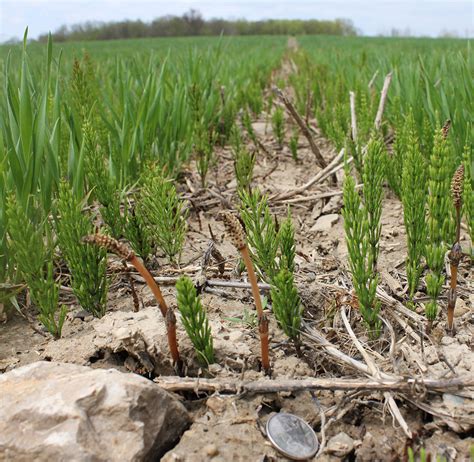 Field Horsetail Weed Identification Guide For Ontario Crops Ontarioca