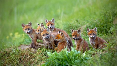 So, they needed to be vigilant in watching for new animals moving onto their property and getting rid of them before they get too established. How to Get Rid of Foxes on Your Property - Xceptional ...