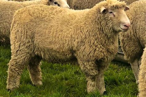 4 Pedigree Dorset Horn And Poll Dorset Breeding Rams Shearlings