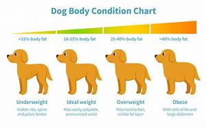 Dog Body Weight Chart Sch Dog Center Blog