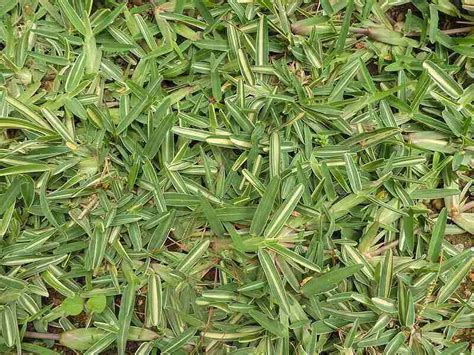 5 Best Grass Types For Your Atlanta Ga Lawn Lawnstarter