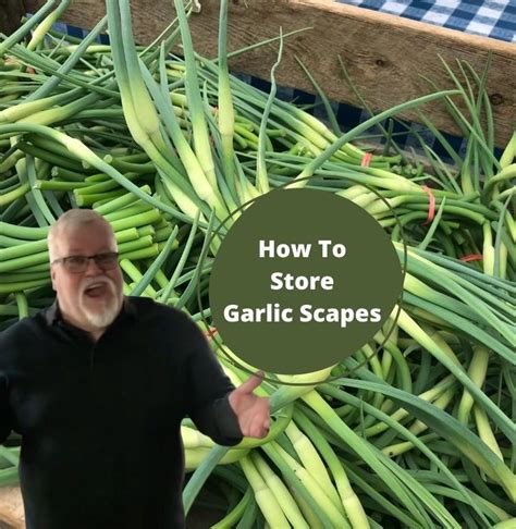 Best Ways To Preserve Garlic Scapes Plum Cookin