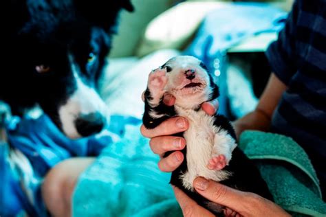 Miracle Puppy Born With Six Legs And Two Tails