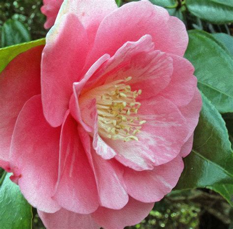 Pale Pink Camelia The Camellias At Trelissick Are Lovely Flickr