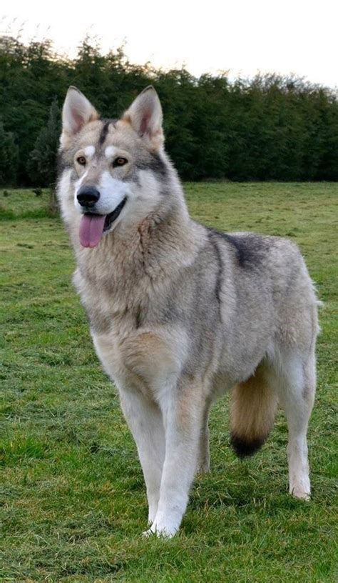 Timber Wolf German Shepherd Puppies