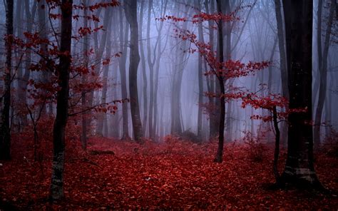 Forest Fog Autumn Trees Branches Leaves Maroon Red Nature Wallpaper