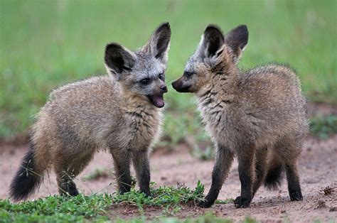 Bat Eared Fox Facts Habitat Diet Life Cycle Baby Pictures