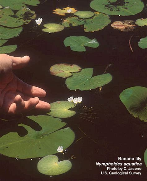 Center For Aquatic And Invasive Plants University Of Florida Ifas