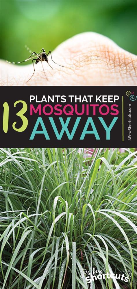 13 Plants That Keep Mosquitos Away Mosquito Plants Keeping Mosquitos