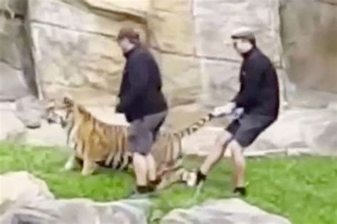 Outrage As Zookeeper Slaps Tiger Around The Head While Colleague Drags