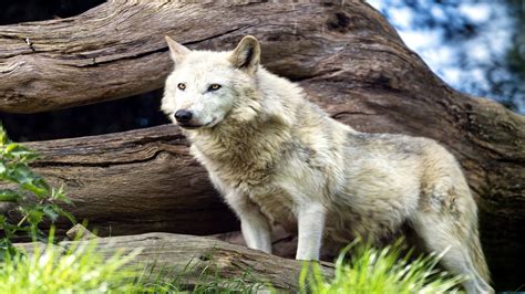 Canadian Timber Wolf Unpme