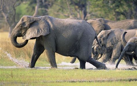 Koleksi 10 Gambar Haiwan Gajah Paling Dicari Gambar Setyandi Riset