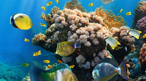 Tropical Coral Reef 4k Wallpapers Top Free Tropical Coral Reef 4k