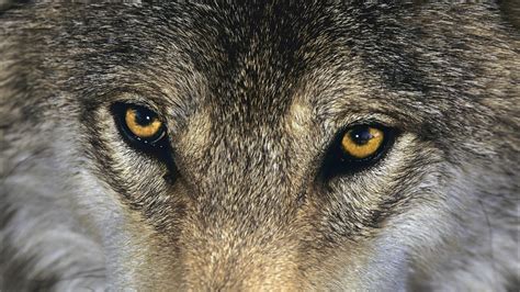 European Grey Wolf Hd Desktop Wallpaper Widescreen High Definition