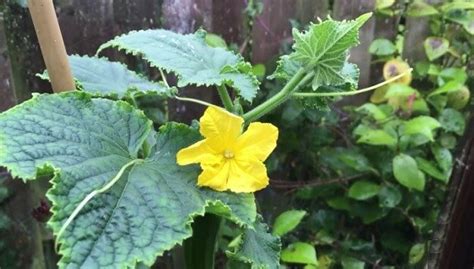 Video Tips For Growing Cool Cucumbers Sustainable Gardening News