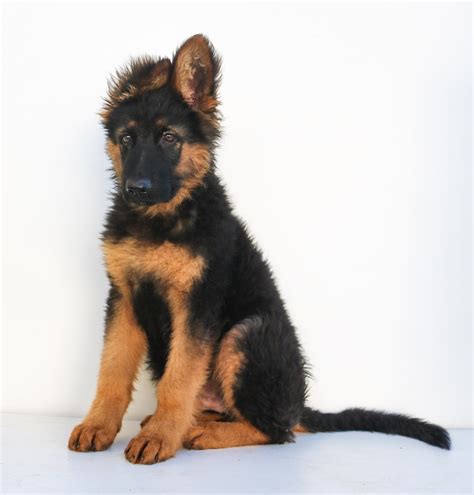 The Miniature German Shepherd Breed Info And Owners