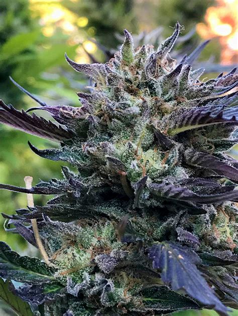 Gwe How To Grow Dense Cannabis Buds 🌱 💪🌳 😲