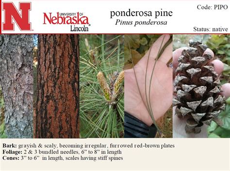 Basic Tree Tree Identification Regional And Community Forestry