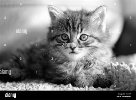 Young Domestic Cat Stock Photo Alamy