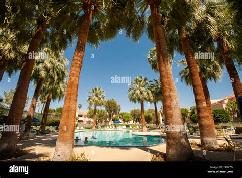 Swimming Pool Surrounded By Palm Trees In Palm Springs California