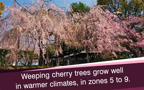 Information About Weeping Cherry Tree Gardenerdy