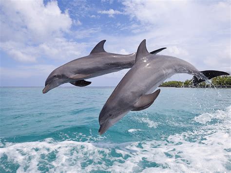 Wallpaper Bottlenose Dolphins Beautiful Jumping Bay Island Of