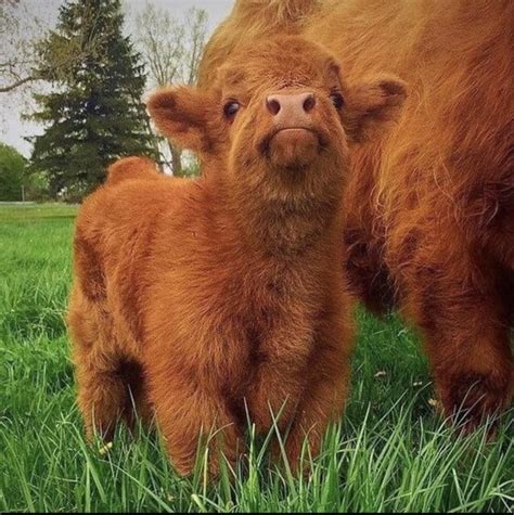 Fluffy Baby Cows Are Something Else Raww