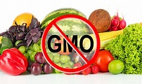 Understanding Genetically Modified Organisms by Tommy Smith - Refine ...