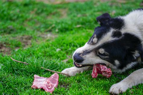 Premium Photo Pleased And Happy Dog Eating Meat On Bone Lying On