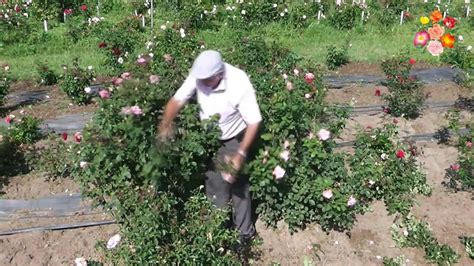 Green Summer Pruning Roses With Ludwig Youtube