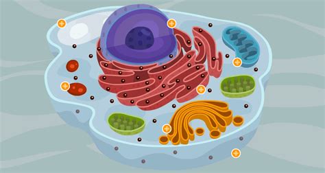 Histo Embriologia Celula Animal