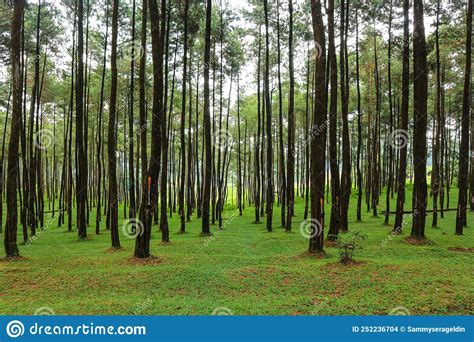 Beautiful Summer Forest Pine Trees Stock Photo Image Of Summer Fresh