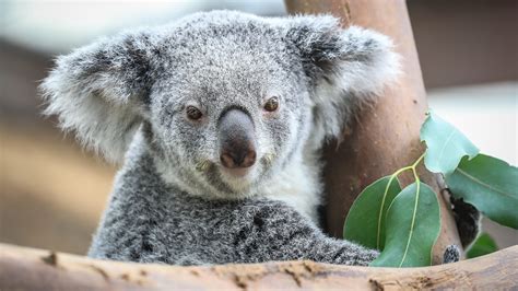 Animal Koala Wallpaper Hd Wallpapers