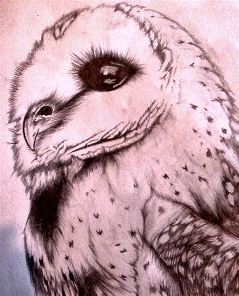 Owl Pencil Drawing By Ricekrispie96 On Deviantart