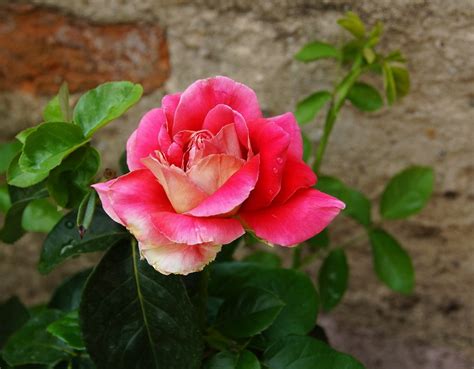Rose Flower Garden Pink · Free Photo On Pixabay