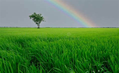 Landscape Of Green Rice Field With A Lonely Tree And Rainbow Sky Rice