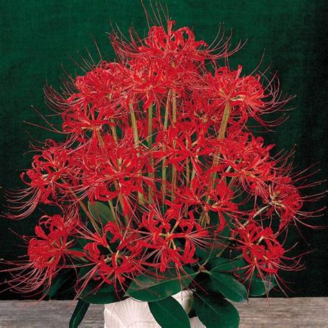 Lycoris Radiata Red Spider Lily Bulb Jackson And Perkins