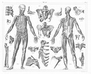 14 of the best vintage anatomy illustrations in the public domain - and ...