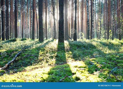 Sunrise In Pine Forest Stock Photo Image Of Wood Pines 58210674