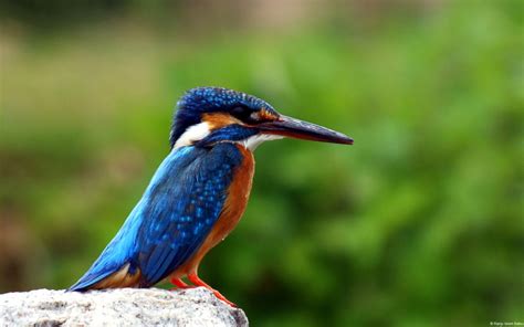 Kingfisher Wallpapers Hd Wallpapers Id 13803