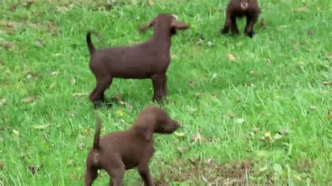 The german shorthaired pointer mix is not a purebred dog. German Shorthaired Pointer Mix Puppies For Sale - YouTube