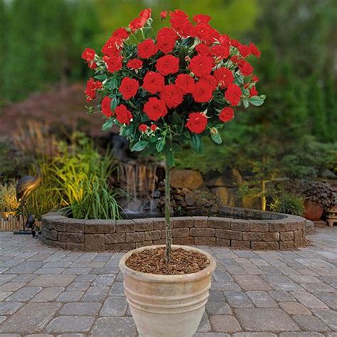 Pair Of Patio Standard Roses Red Potted 3