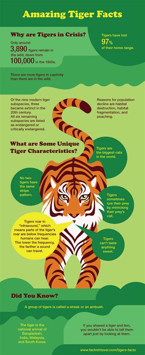 64 Magnificent Tiger Facts Fun Facts About Tigers Tiger Facts Fun